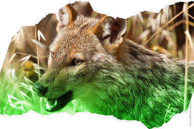 Всесезонная охота на шакала. У хищника нет шансов!